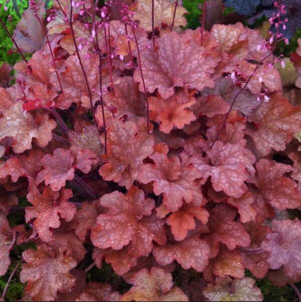 Heuchera Coralberry - imagine 2