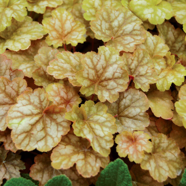 Heuchera Ginger Ale - imagine 2