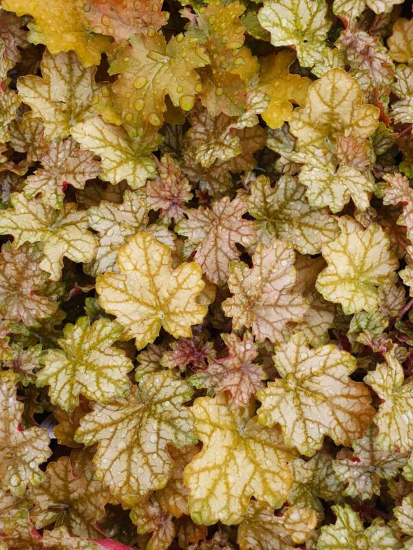 Heuchera Ginger Ale - imagine 3