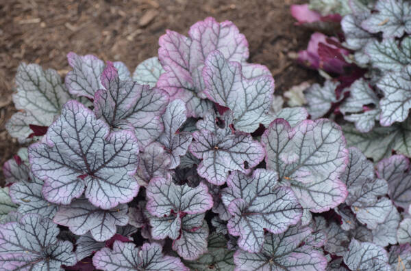 Heuchera Spellbound - imagine 2