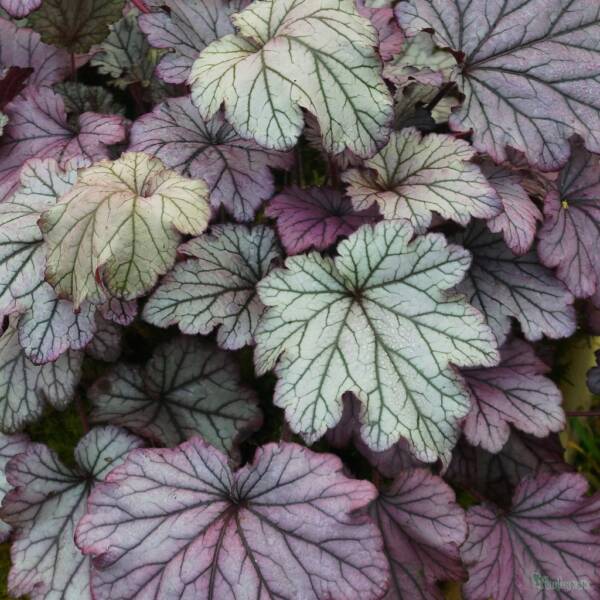 Heuchera Spellbound - imagine 3