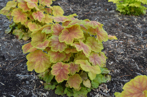 Heuchera Tiramisu - imagine 2