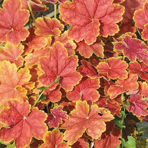 Heuchera Tiramisu