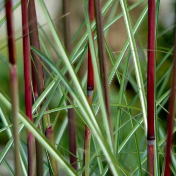 Miscanthus Serengeti - imagine 2