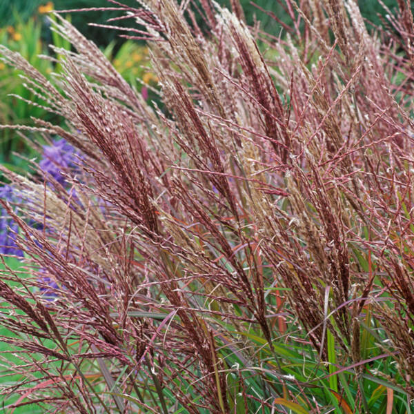 Miscanthus Ferner Osten - imagine 2