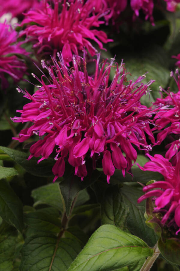 Monarda Balmy Purple Red Didyma - imagine 2