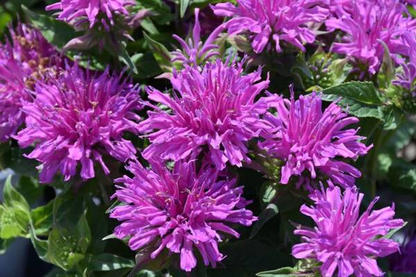 Monarda Balmy Lilac Didyma - imagine 2