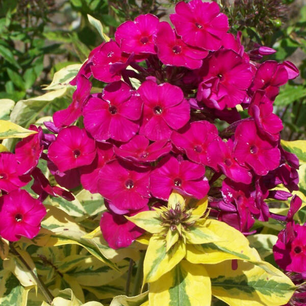 Phlox Goldmine Improved - imagine 2