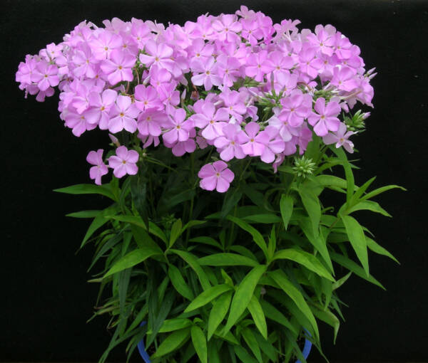 Phlox Rose Bouquet - imagine 2