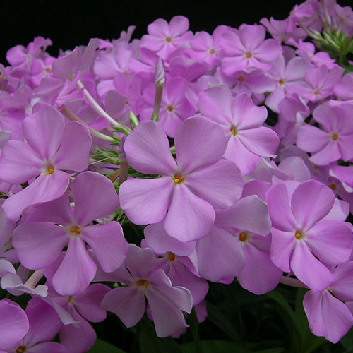 Phlox Rose Bouquet