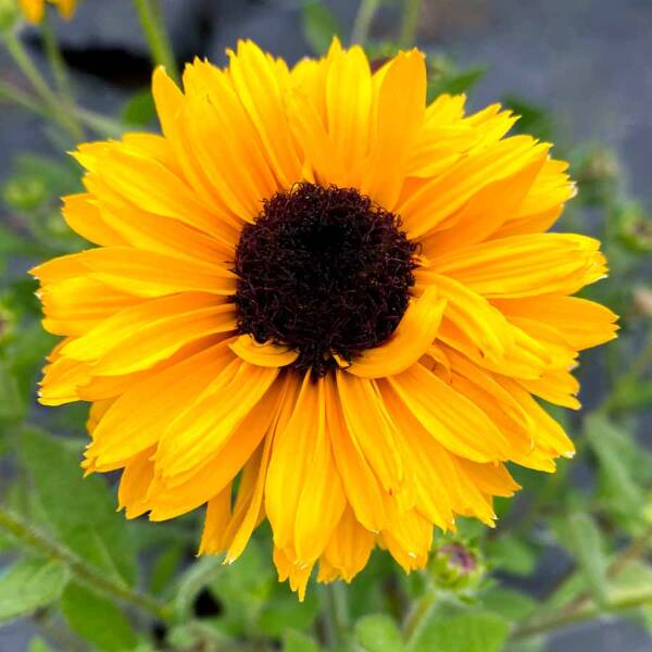 Rudbeckia Sunstream - imagine 3