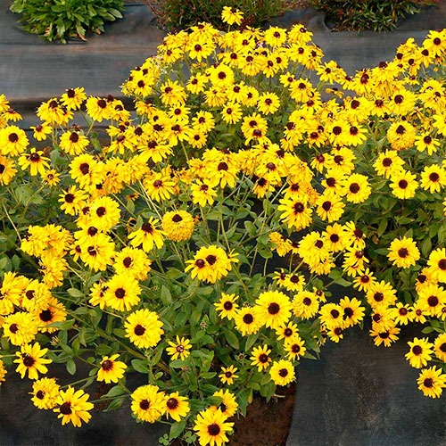 Rudbeckia Sunstream