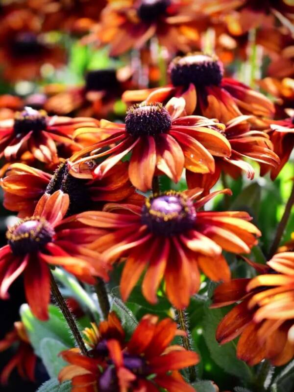 Rudbeckia Pumpernickel Summerina - imagine 3