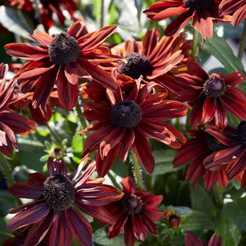 Rudbeckia Pumpernickel Summerina