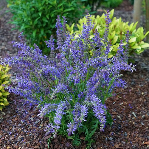 Salvia Feathers Peacock