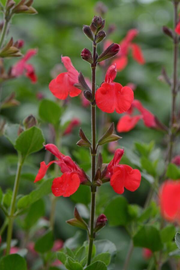 Salvia Suzanne Microphylla - imagine 2