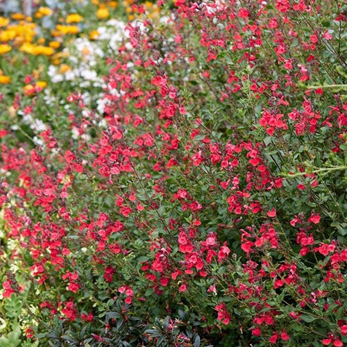 Salvia Suzanne Microphylla