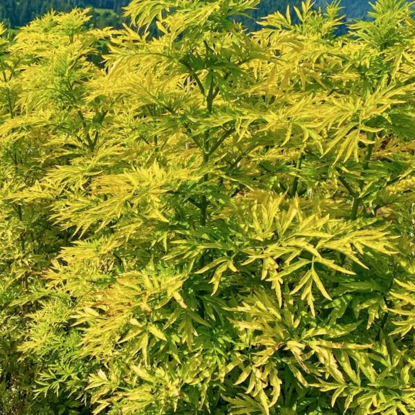 Sambucus Nigra Golden Tower - imagine 2