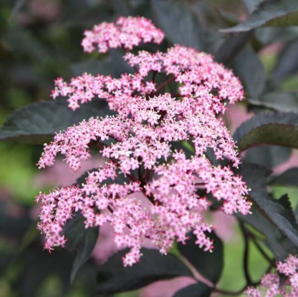 Sambucus Nigra Black Beauty - imagine 2