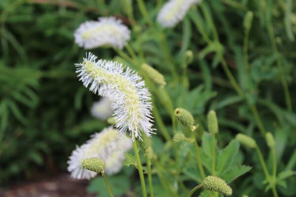 Sanguisorba Obtusa Alba - imagine 2