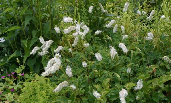 Sanguisorba Obtusa Alba - imagine 3