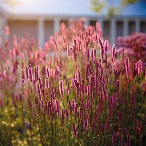 Sanguisorba Officinalis Blackthorn