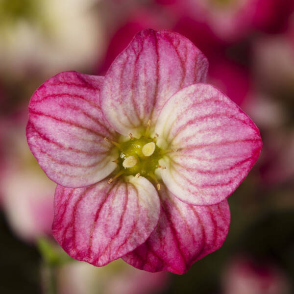 Saxifraga Alpino Early Picotee - imagine 2