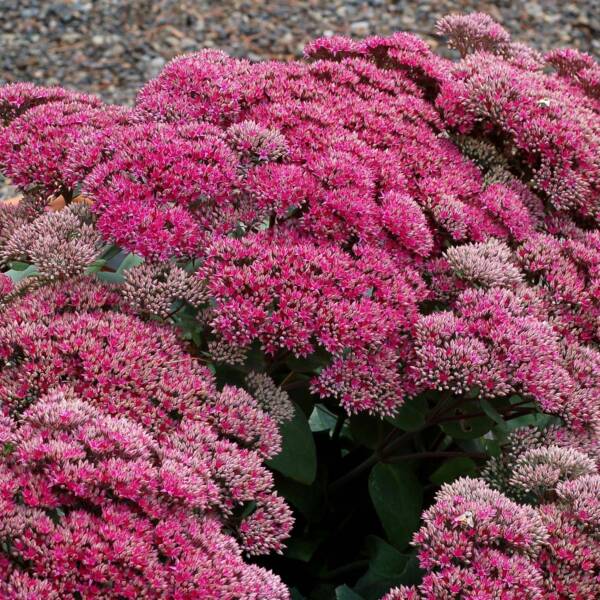 Sedum Thunderhead - imagine 2