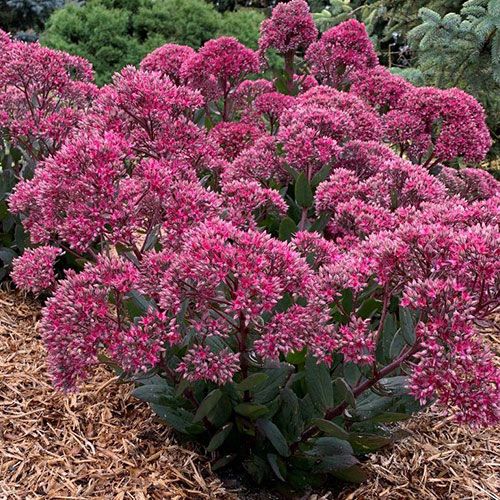 Sedum Thunderhead