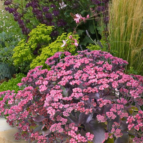 Sedum Globe Purple