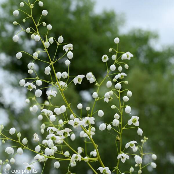 Thalictrum Splendide White - imagine 2