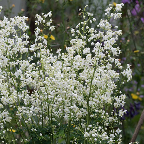 Thalictrum Splendide White