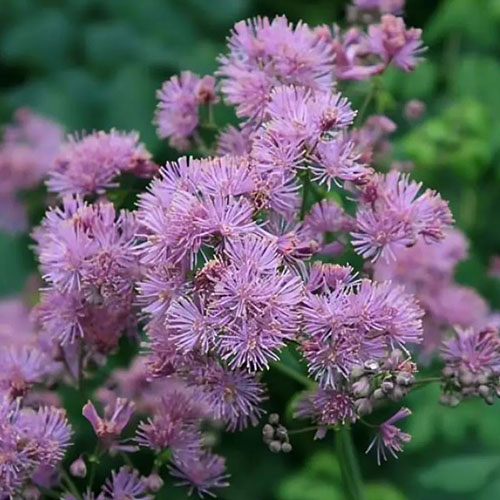 Thalictrum Thundercloud