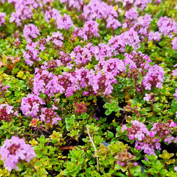 Thymus ( Cimbrisor) Doon Valley Bicolour Citridorus - imagine 2