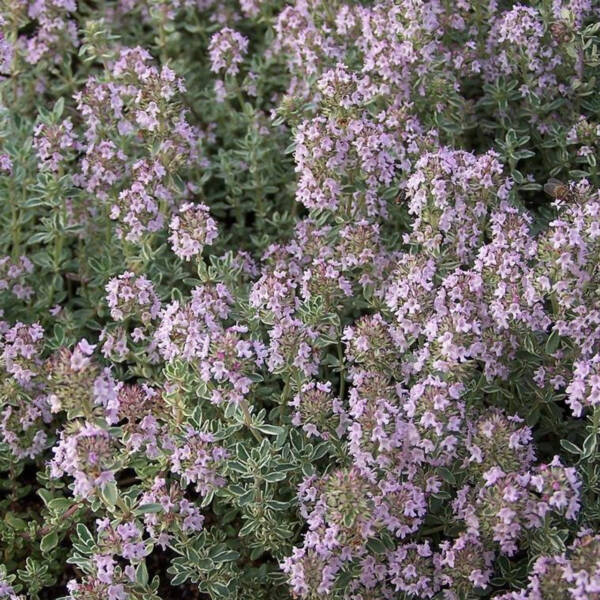 Thymus Silver Queen Citriodorus - imagine 2