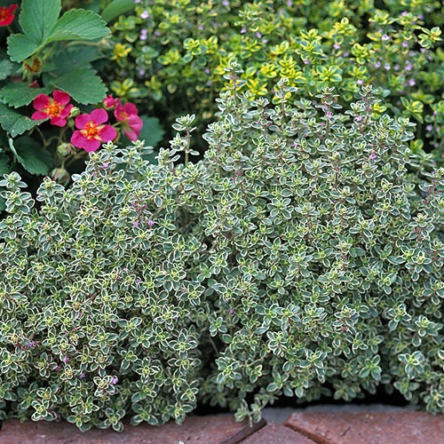 Thymus Silver Queen Citriodorus