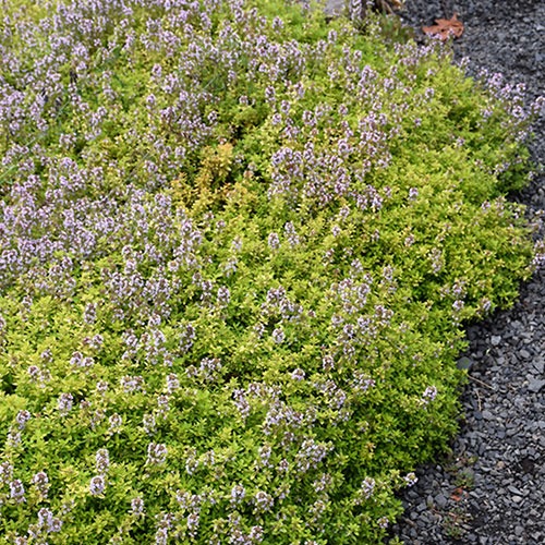 Thymus (Cimbrisor) Lemon Variegeata Citriodorus