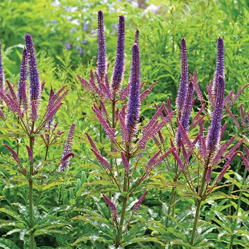 Veronicastrum Red Arrows