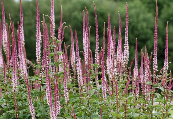 Veronicastrum Pink Glow - imagine 2