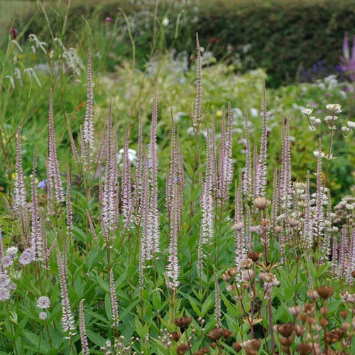 Veronicastrum Pink Glow