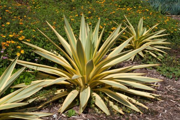 Yucca Citrus Twist Gloriosa - imagine 2