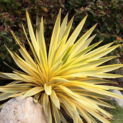 Yucca Citrus Twist Gloriosa