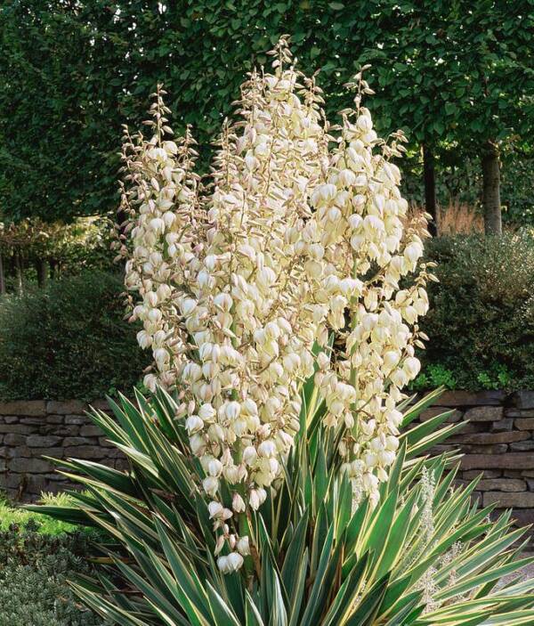 Yucca Gloriosa Variegata - imagine 2