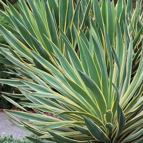 Yucca Gloriosa Variegata