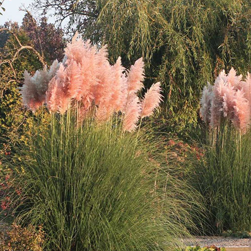 Cortaderia Rose Plume