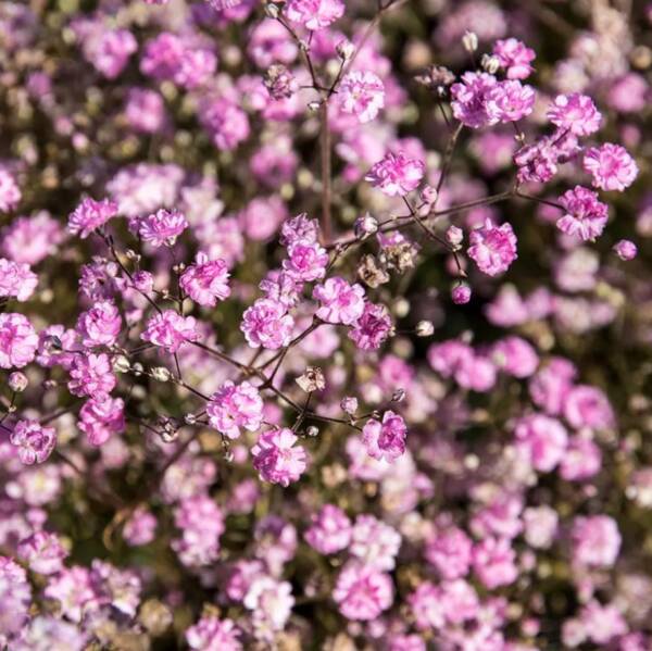 Gypsophila Flamingo - imagine 2