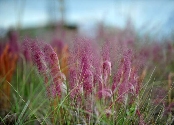 Muhlenbergia Capillaris - imagine 2