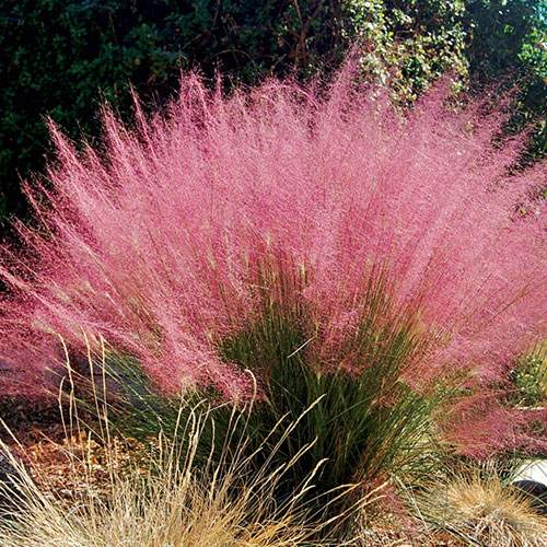 Muhlenbergia Capillaris