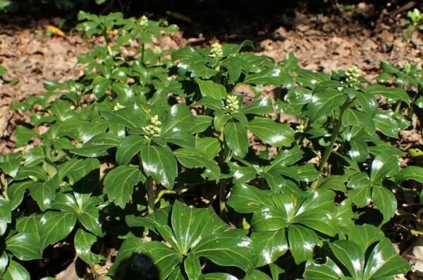 Pachysandra Green Sheen - imagine 2