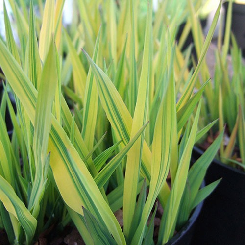 Phalaris Arctic Sun